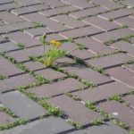 Бур'яни на доріжках