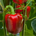 врожай перцю, добрива для перцю