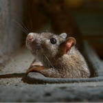 Миші в хаті: як гризуни обирають «дім» на зиму