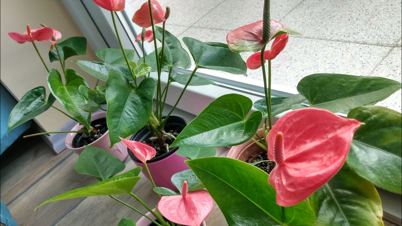 Антуріум не цвіте? Як оживити «чоловічу квітку» в домашніх умовах