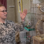 18 папуг у сільській хаті: як медсестра з Волині створила справжній пташиний рай