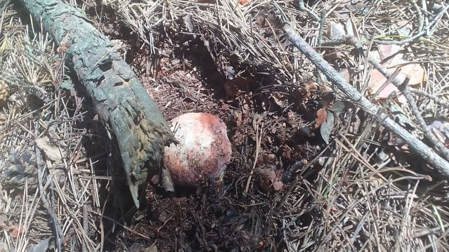 На Волині вже збирають білі гриби — перші знахідки 2026 року