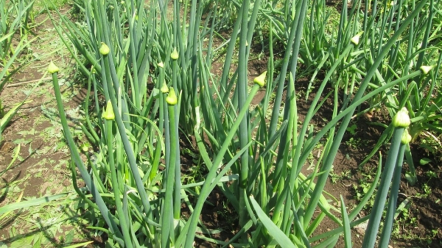 цибуля випускає стрілки