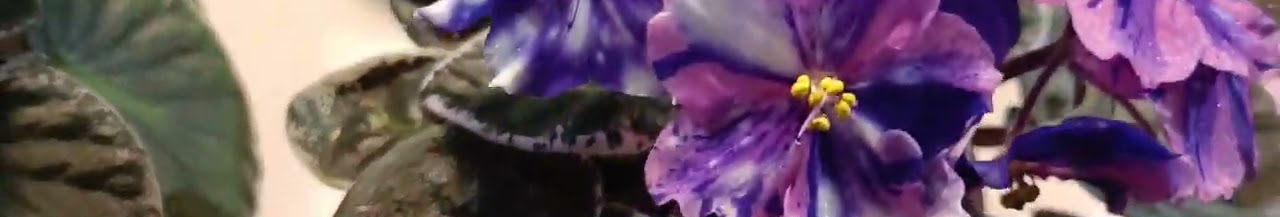 Взимку цвіте краще, ніж в оранжереї: найкраще підживлення фіалки у домашніх умовах