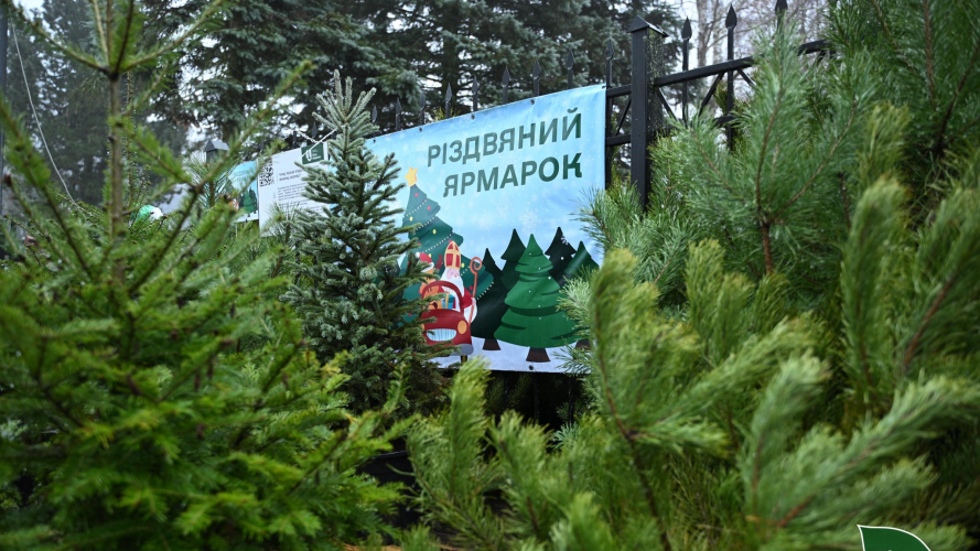 На Волині - одні з найдешевших ялинок в Україні: які ціни на хвойні дерева