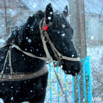 Нарешті сніг: прогноз погоди на Волині на робочий тиждень