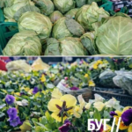 Весна вже на ринку: на Волині продають першу полуницю та розсаду — які ціни