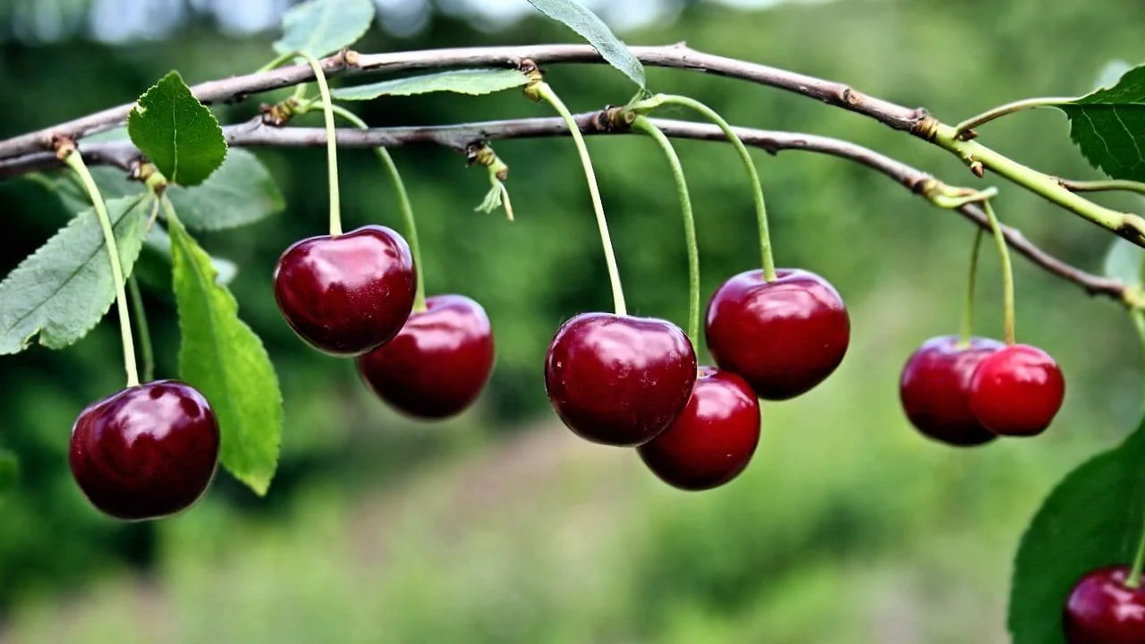 Захист черешні та вишні від морозів