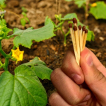 Маленький трюк із сірником: навіщо його кладуть у землю навесні