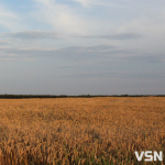 Що сіяти на Волині: найприбутковіші культури 2026 року