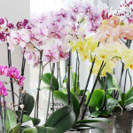 Секрет пишного цвітіння: чим підживити орхідею без хімії