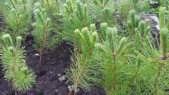 Ялинкова справа: волинянин вирощує гектари новорічних дерев
