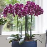 Як «розбудити» і змусити квітнути навіть суху орхідею: це підживлення робить дива