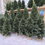 Де купити ялинки до різдвяних свят у Луцьку - перелік адрес