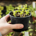 Розсада у лютому