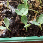 Пліснява на ґрунті в розсаді — чому вона зʼявляється і що робити?