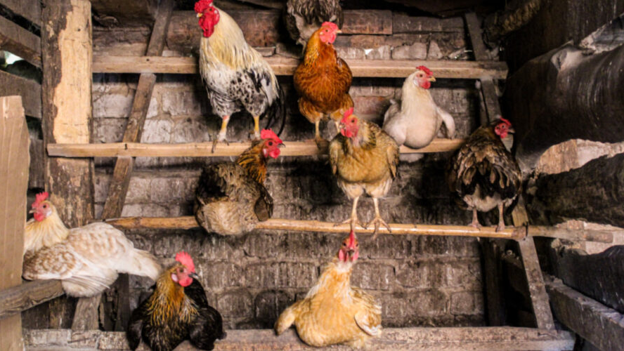 Як не втратити яйця: топ-6 помилок у догляді за курми