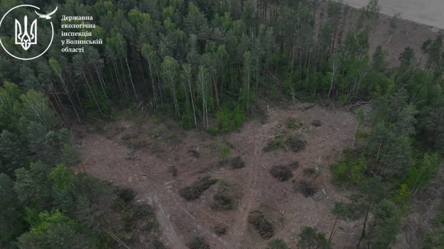 На Волині незаконно вирубали вільху, сосни та берези на понад 16,5 мільйона гривень