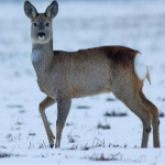косуля у Рівному
