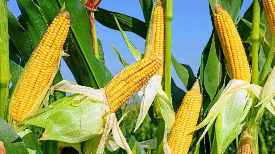 Чи потрібно обривати пасинки у кукурудзи