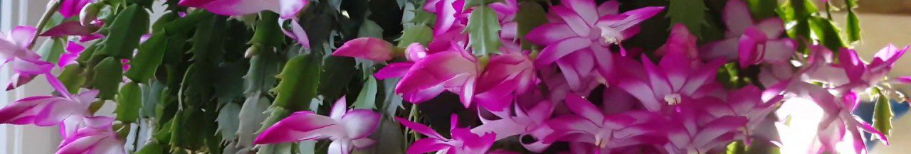 Різдвяник з одного живця: простий спосіб отримати пишний кущ за рік