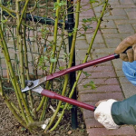 Обов’язково зробіть це з трояндами у листопаді, щоб вони пишно зацвіли навесні