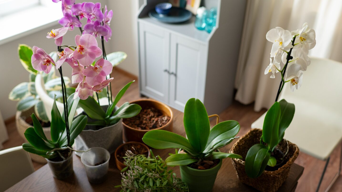 Як приготувати добриво для орхідеї зі шкірки бананів