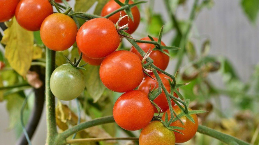 Чим підживити помідори, щоб швидше росли