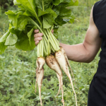 Як вкінці листопада назавжди вивести хрін з городу: зробіть це негайно