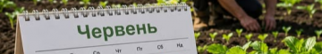 Що можна садити на початку літа: посівний календар на червень 2026 року