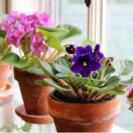 Як змусити фіалки цвісти цілий рік - креативний лайфхак