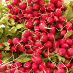 Коли садити редиску у відкритий ґрунт у 2026 році, щоб дуже швидко отримати врожай