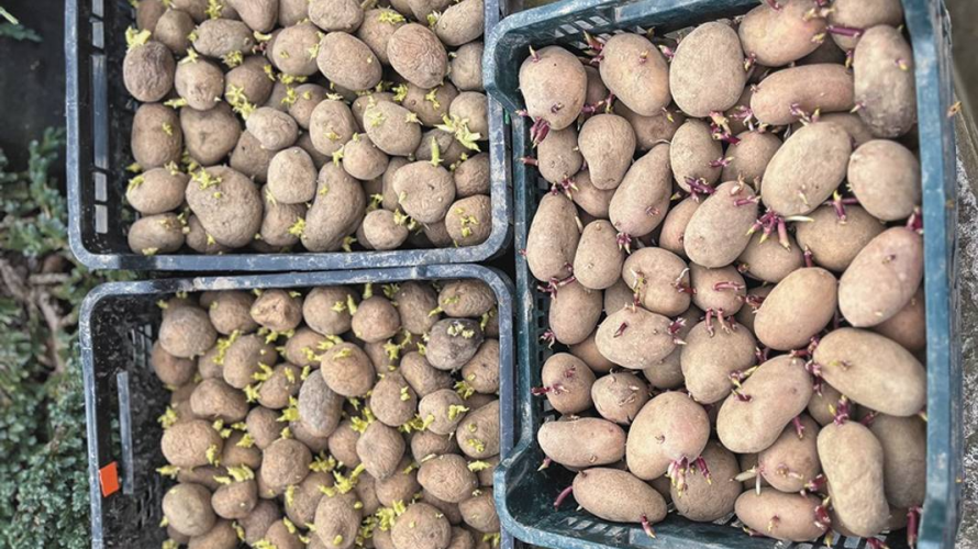 вирощування ранньої картоплі