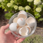 Натуральне добриво і захист від слимаків: лайфхак із яєчної шкаралупи