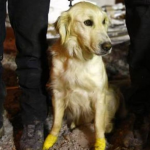 У Туреччині собака із чотирма пораненими лапками врятував з-під завалів п'ятьох людей