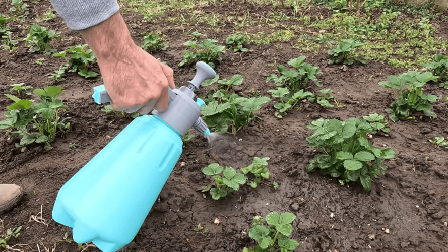 Як зробити полуницю більшою і солодшою: лайфхак з аспірином