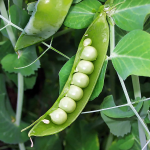 Відкладати не можна: коли сіяти горох навесні 2026 року