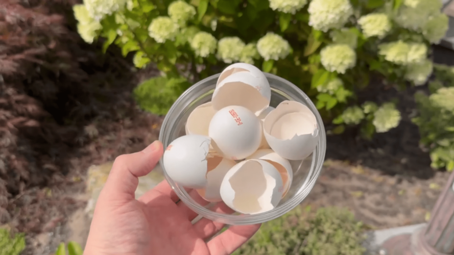 Натуральне добриво і захист від слимаків: лайфхак із яєчної шкаралупи