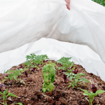 Агроволокно чи димлення: як врятувати волинський город від морозів?