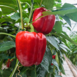 Найврожайніші сорти перцю: виростають м’ясисті й солодкі