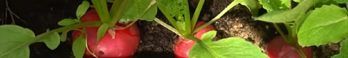 Як взимку на підвіконні виростити соковиту редиску