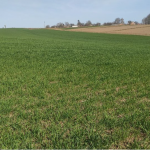 Суд на Волині змусив селянина заплатити понад 300 тисяч за незаконне вирощування сої