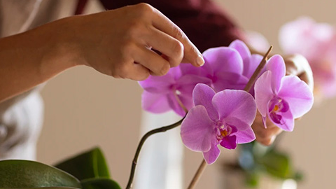 Як змусити орхідею цвісти взимку: просте натуральне підживлення