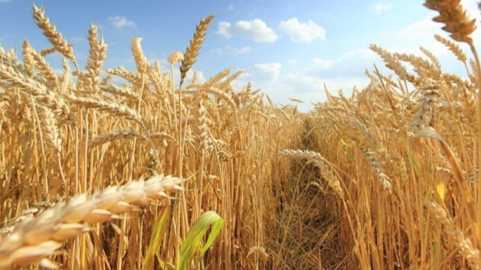 Скільки коштують ячмінь та пшениця нового врожаю на Волині: аналіз ринку