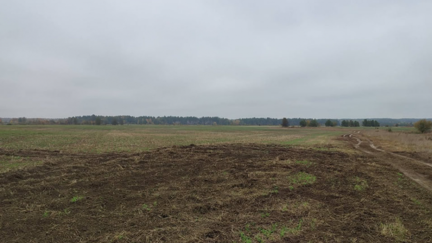 На Волині невідомі пошкодили посіви на полях: господарство підраховує збитки
