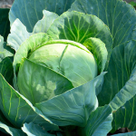 Головки будуть малими та червивими: що не варто садити біля капусти