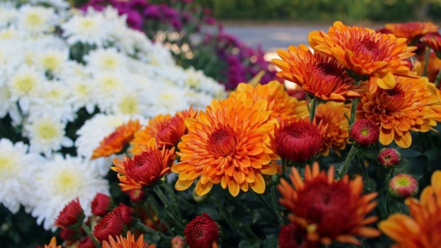 Догляд за хризантемами на весні