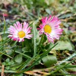 У волинянки на квітнику взимку зацвіли маргаритки