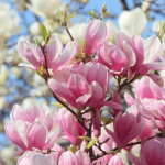 Як правильно посадити і доглядати магнолію, щоб вона цвіла на повну