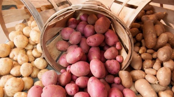 Які сорти картоплі найкраще зберігаються - тільки ці три